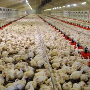 Seeing a factory farm filled with chicken is why animal welfare is so important